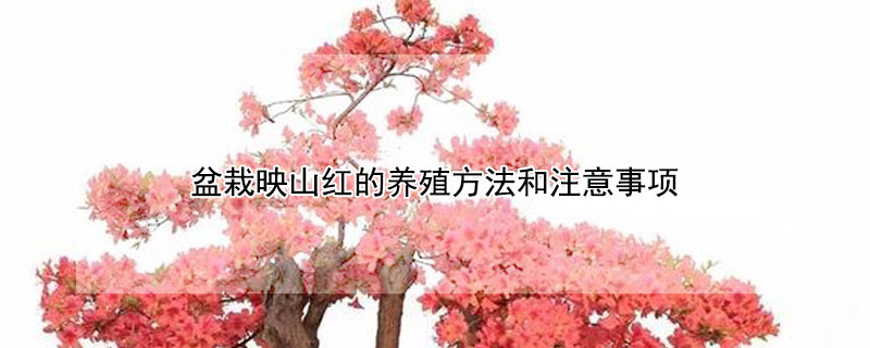 盆栽映山红的养殖方法和注意事项(怎样栽培映山红)