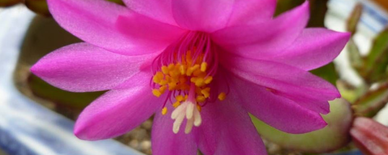 落花之舞怎么养（花之舞怎么练）