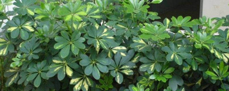 鸭掌木浇水多了怎么办（鸭掌木浇水及注意事项）