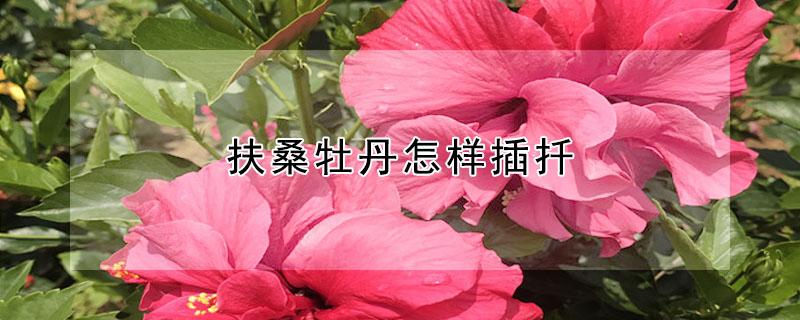 扶桑牡丹怎样插扦 扶桑牡丹怎么扦插