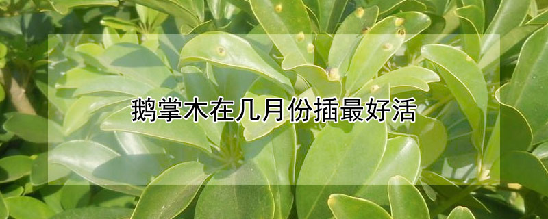 鹅掌木在几月份插最好活（鹅掌木什么季节可以插）