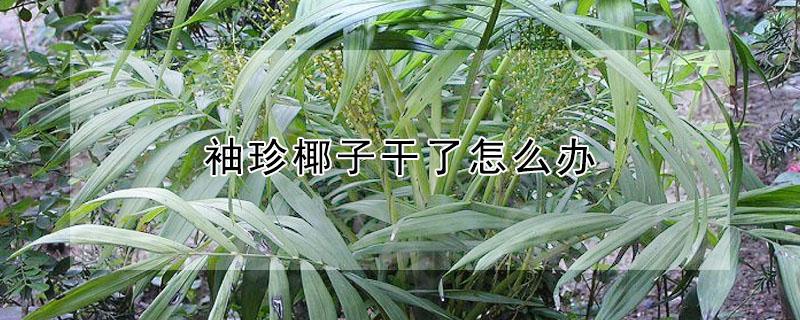 袖珍椰子干了怎么办(袖珍椰子干枯了还能救吗)