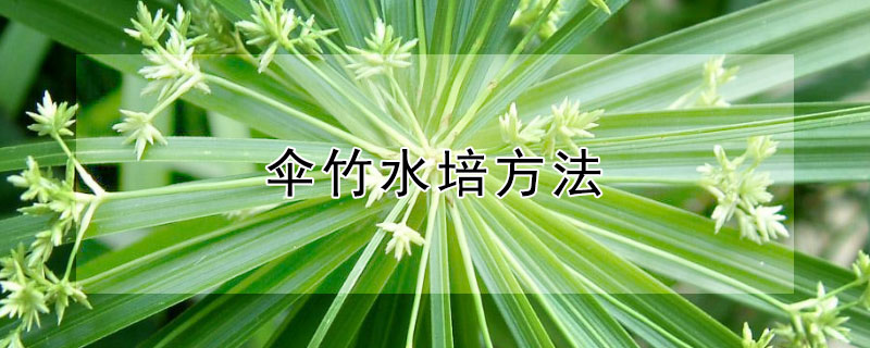 伞竹水培方法(旱伞水竹的养殖方法)