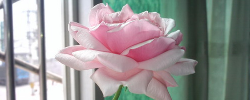 小欧月的养殖方法 小欧月怎么养