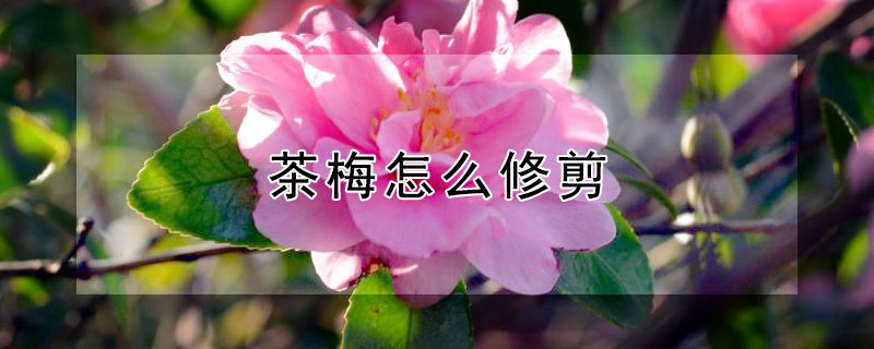 茶梅怎么修剪（茶梅怎么修剪视频）