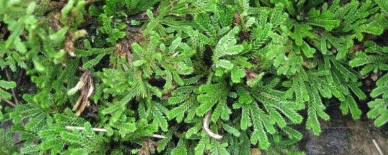 怎么让卷柏叶子变绿（我养的卷柏总是掉叶子怎么办）