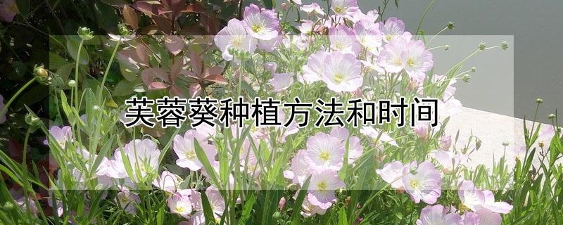 芙蓉葵种植方法和时间 芙蓉葵的种植方法