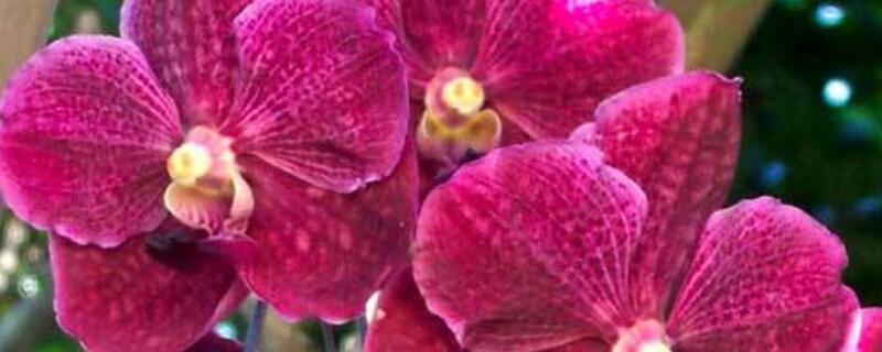 北方怎样养万代兰（大花万代兰在北方好养吗）