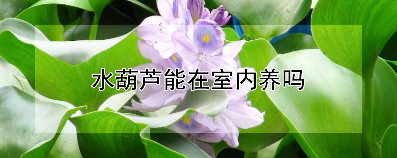 水葫芦能在室内养吗 水葫芦能在室内养吗能跟鱼