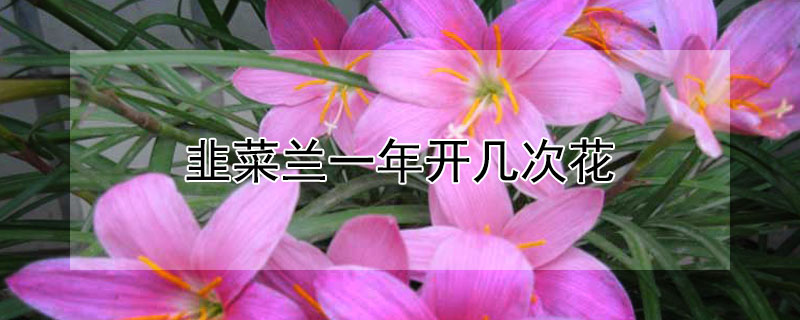 韭菜兰一年开几次花 韭叶兰一年能开几次花?