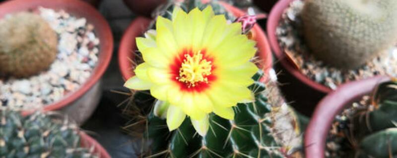 龙王球如何爆盆 龙王球爆盆图片