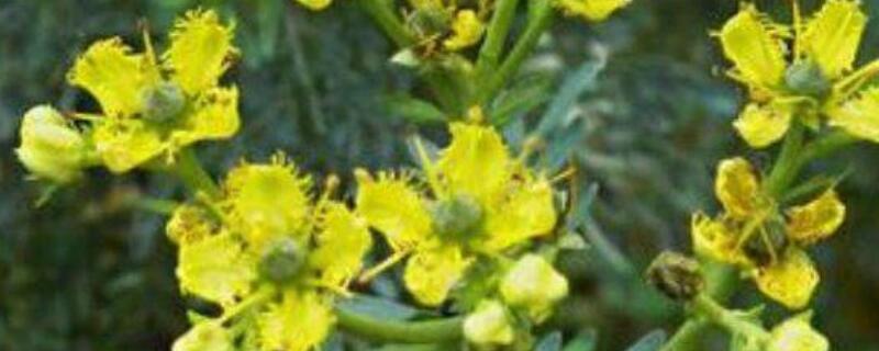 云香花怎么扦插（云香怎么繁殖）