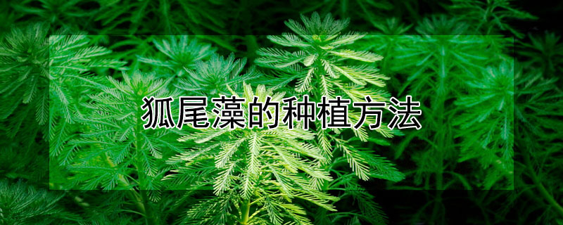 狐尾藻的种植方法（狐尾藻怎样种植）