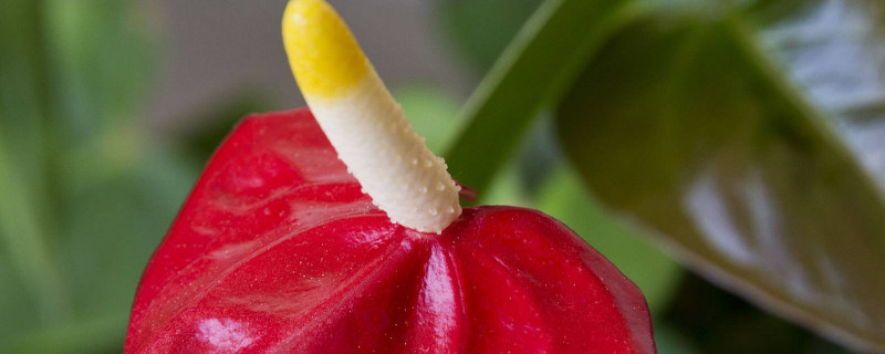 火鹤叶子黄是什么原因 火鹤叶子黄是怎么回事