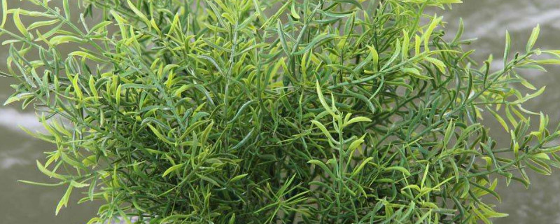 天门冬盆栽养殖方法 天门冬盆栽如何养殖才能结果