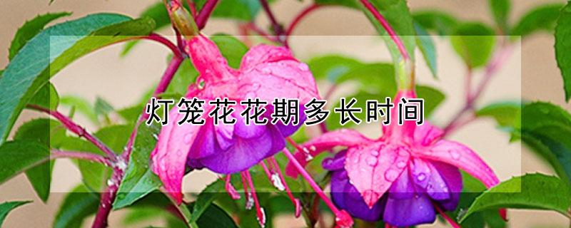 灯笼花花期多长时间（灯笼花花期是什么时候）