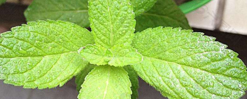 薄荷晒太阳蔫了怎么办 薄荷晒了一天蔫了还能活不