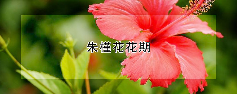 朱槿花花期 朱槿花花期多久