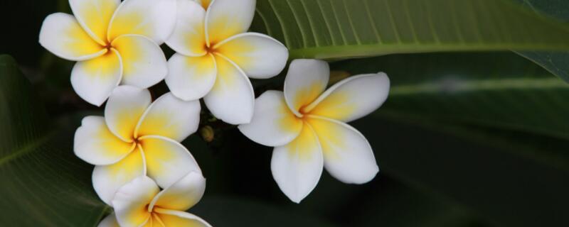 鸡蛋花不开花怎么办（鸡蛋果不开花）