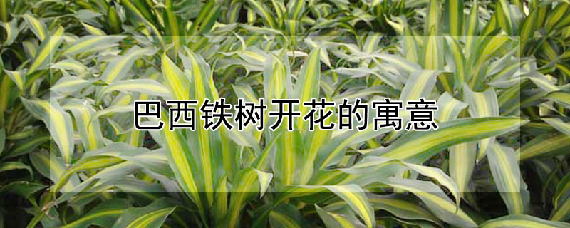 巴西铁树开花的寓意 金边巴西铁树开花的寓意