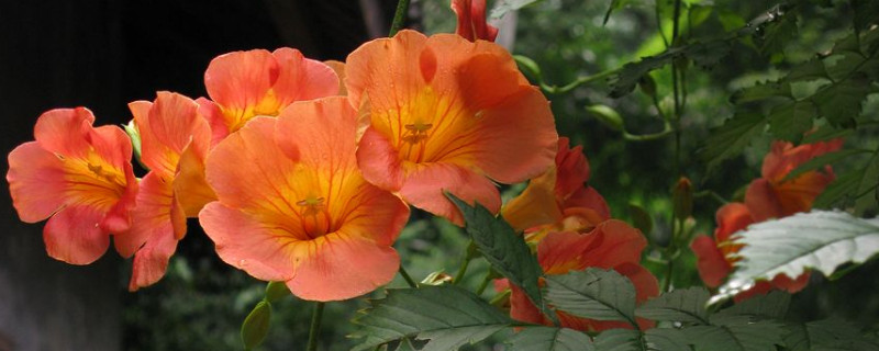 凌霄花叶子有黑斑怎么治 凌霄花叶子有黄褐色斑点