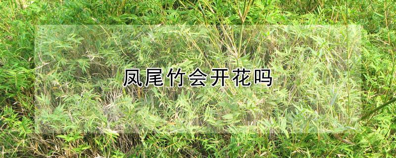 凤尾竹会开花吗（凤尾竹会开花什么样子）