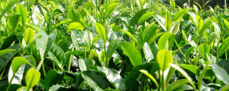 老茶树移栽方法（老茶树的种植栽培管理）