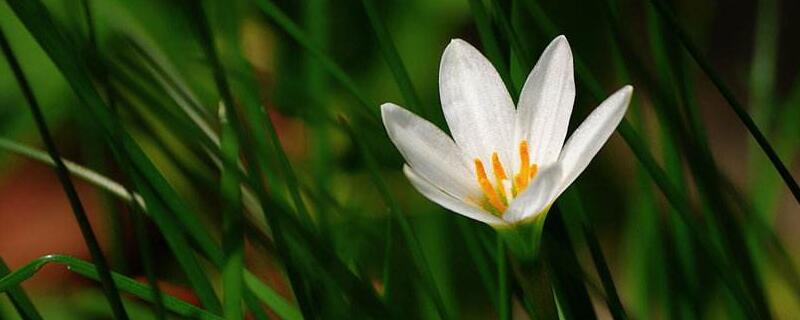 葱莲为什么不开花 葱莲一年开花几次?