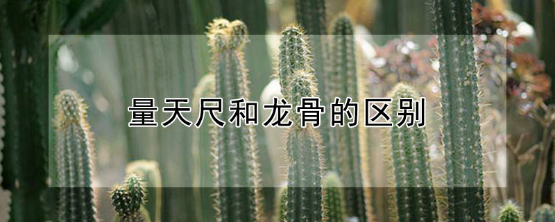 量天尺和龙骨的区别(量天尺和龙骨是一个品种吗?)