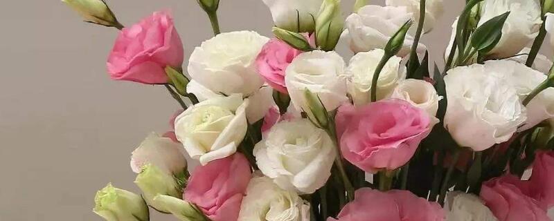 洋桔梗花后怎么办（洋桔梗开花后怎么处理）