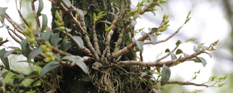 铁皮石斛怎样栽培（铁皮石斛怎样栽培视频）