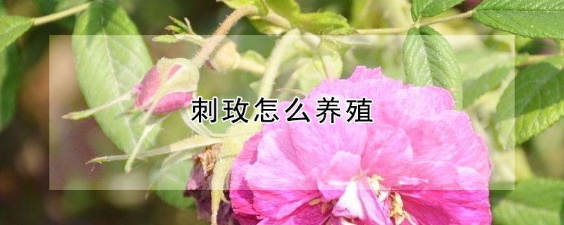刺玫怎么养殖 刺玫瑰花怎么养殖方法