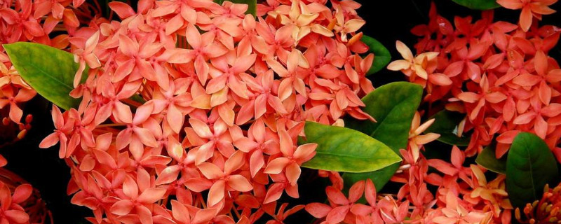 盆栽龙船花养殖方法（龙船花盆栽的养殖方法盆栽龙船花怎么种养）