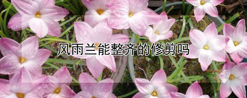 风雨兰能整齐的修剪吗（风雨兰太长可以修剪吗）