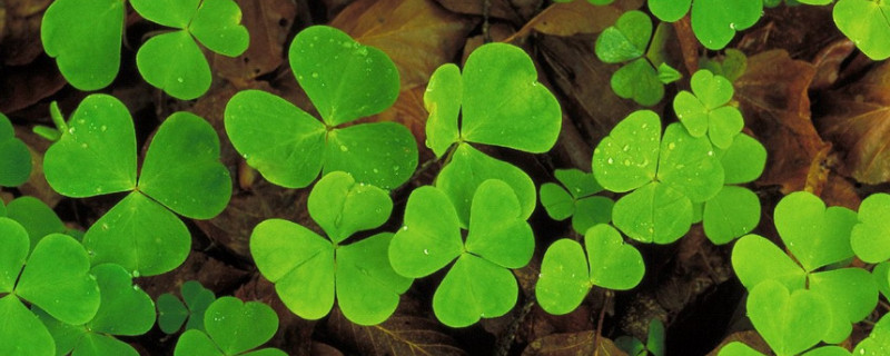 三叶草移植的步骤（三叶草怎样移盆）