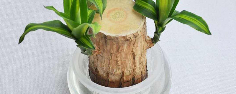 巴西木可以一直水培吗 巴西木能不能一直水培