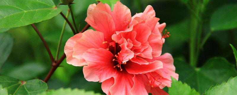 扶桑花用什么水浇好（扶桑花怎么浇水怎么施肥）