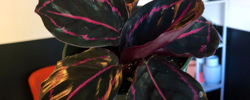 彩芋的养殖方法 彩芋的养殖方法和注意事项