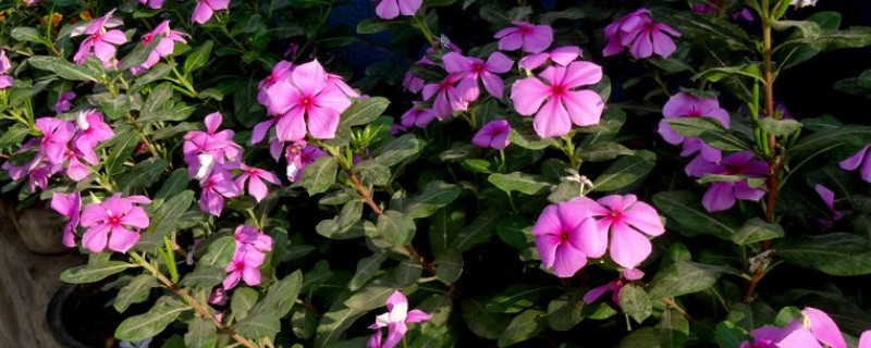 四季梅怎么扦插（四季梅怎么扦插视频）