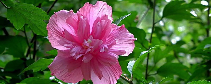 木槿树的扦插育苗方法（木槿怎样扦插）