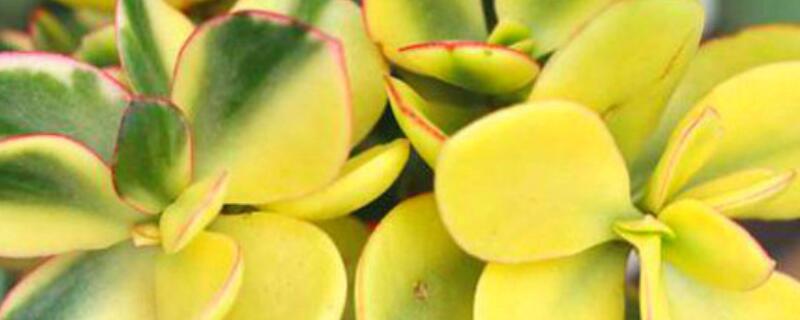 黄金花月怎么浇水 黄金花月扦插后浇水吗