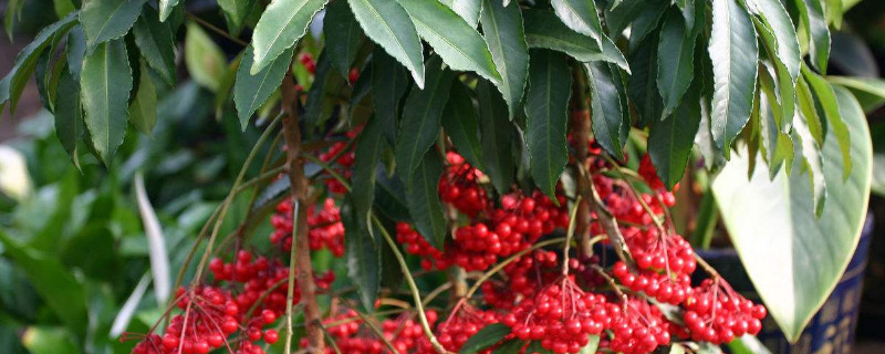 富贵籽怎么养 富贵籽怎么养殖才能结子