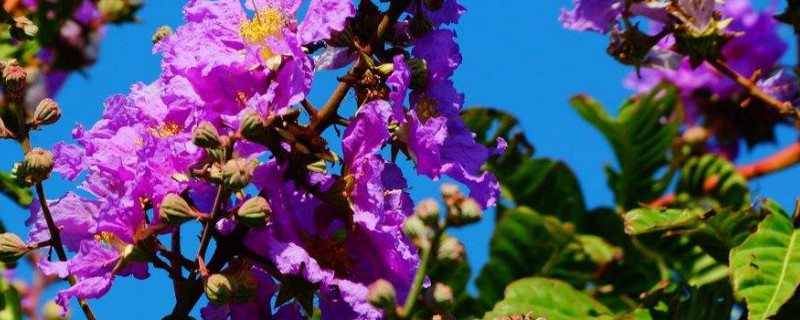 紫薇树桩不发芽怎么办 紫薇老桩不发芽怎么办