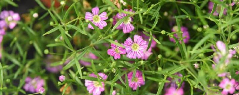 圆锥石头花怎么用水养（圆锥石头花如何养）