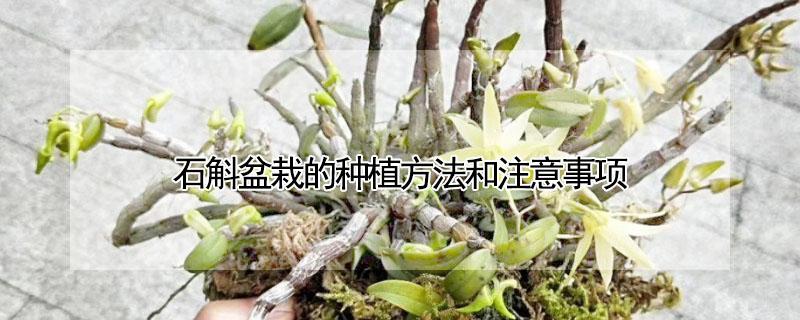 石斛盆栽的种植方法和注意事项（怎样石斛的种植方法 盆栽）