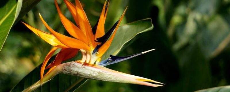 如何让天堂鸟长得高(怎样让天堂鸟长高)