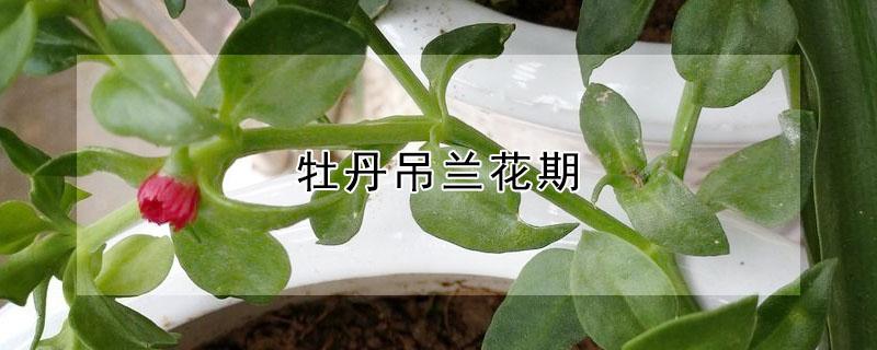 牡丹吊兰花期 牡丹吊兰花期是几月