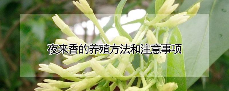 夜来香的养殖方法和注意事项 夜来香的养殖方法和注意事项夜来香有毒吗
