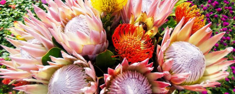 帝王花怎么养（帝王花怎么养在花瓶里）