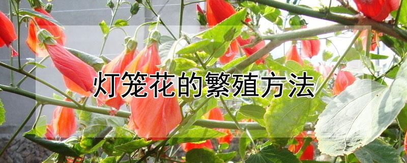 灯笼花的繁殖方法 藤本灯笼花的繁殖方法